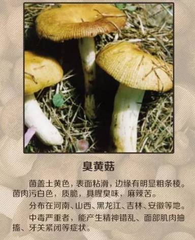 老人误食毒蘑菇,一场意外的音乐疗愈 老人误食毒蘑菇,一场意外的音乐疗愈